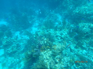 Exumas1-20150519-186